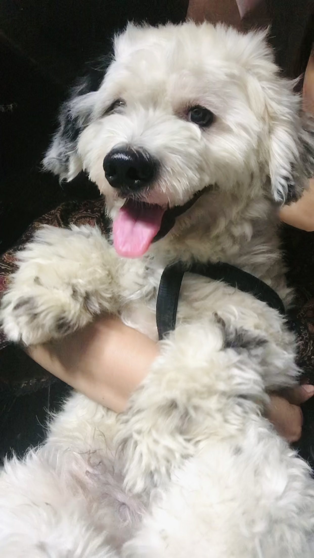Male poodle dog - Pet Bazaar