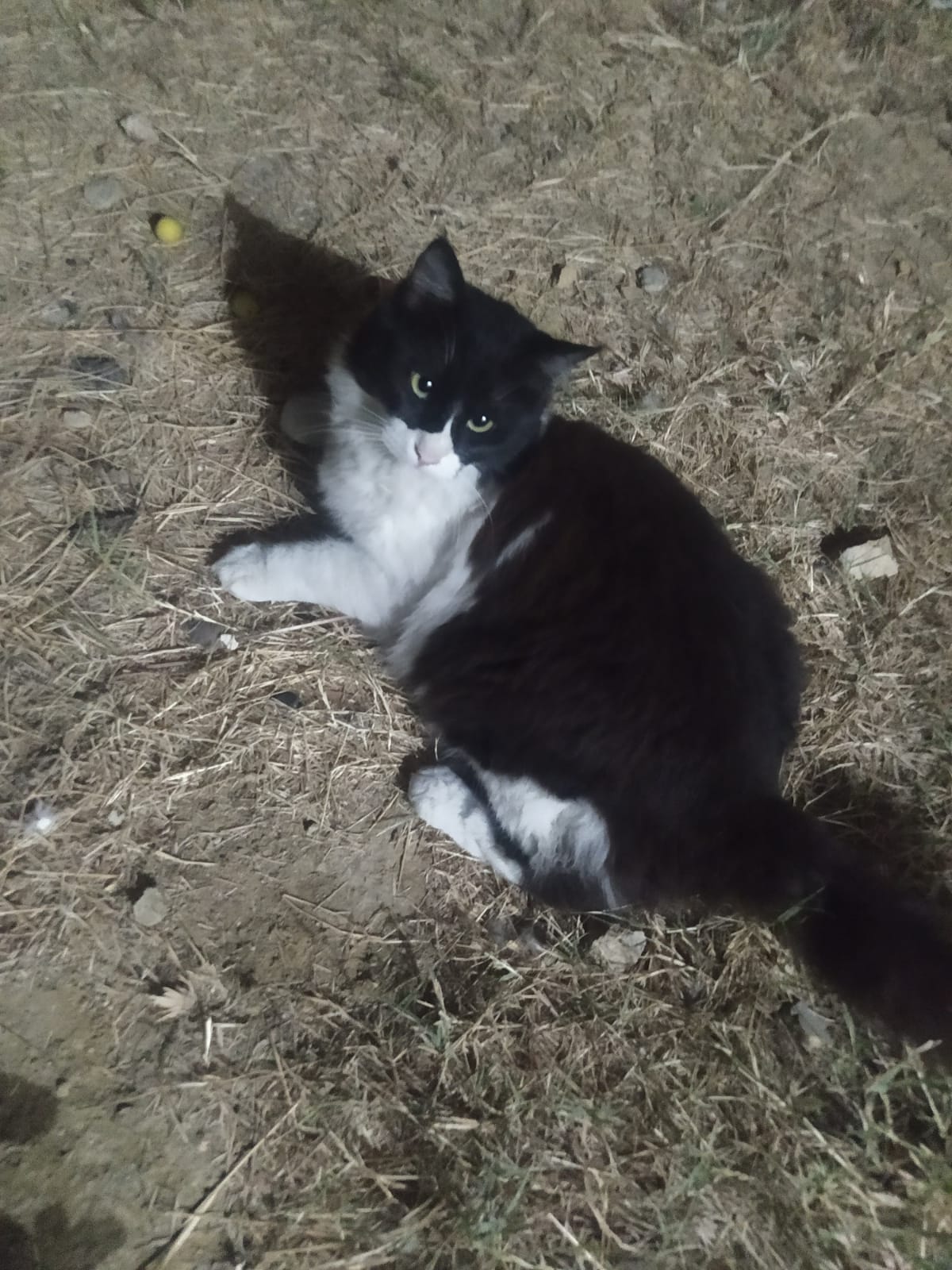 Turkish Angora for sale Pet Bazaar