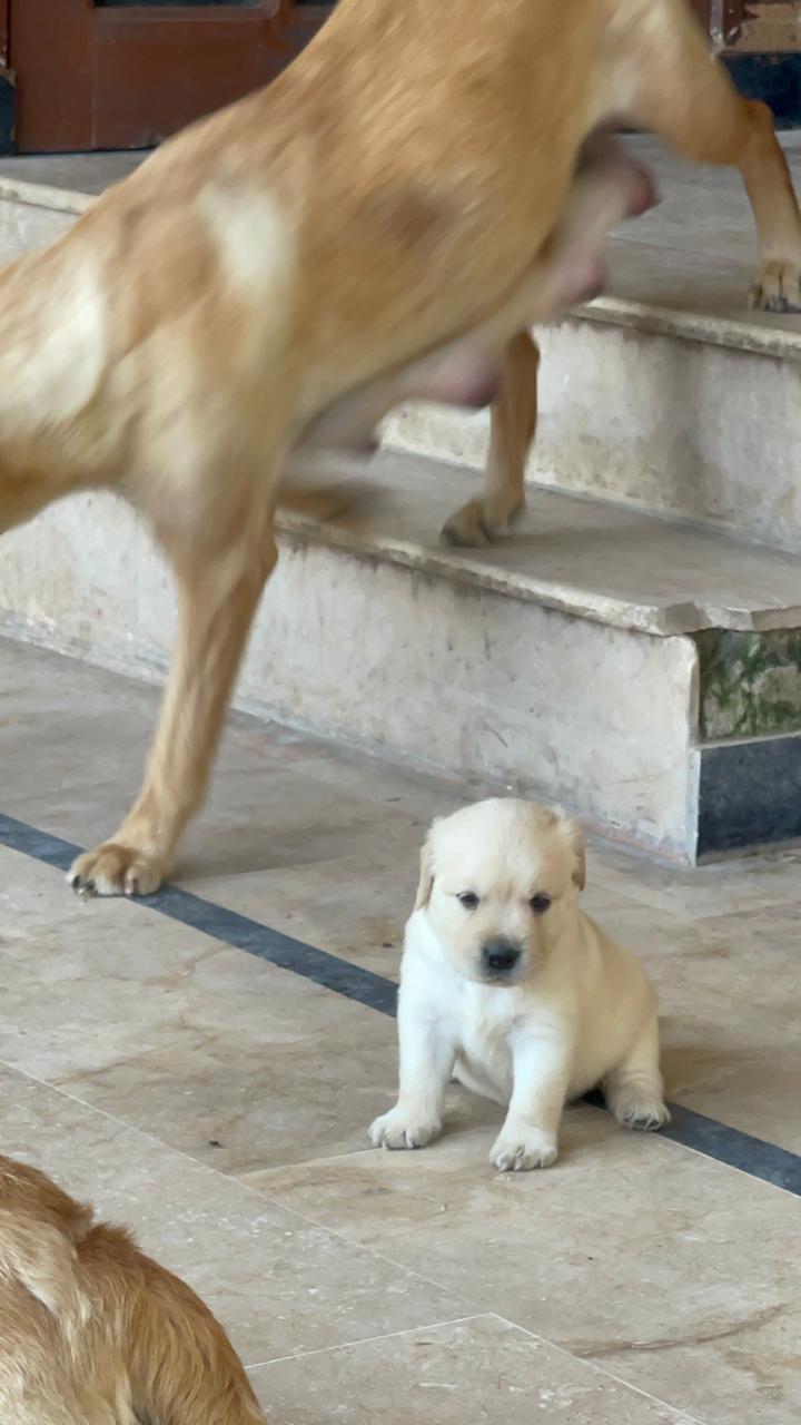 british lab puppies Pet Bazaar