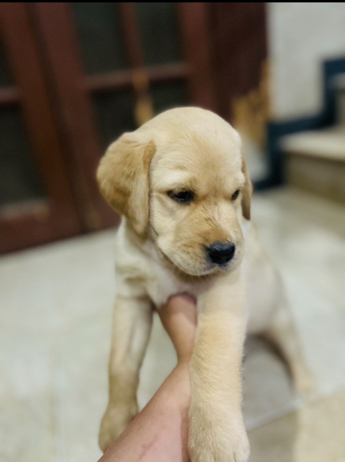 british lab puppies Pet Bazaar