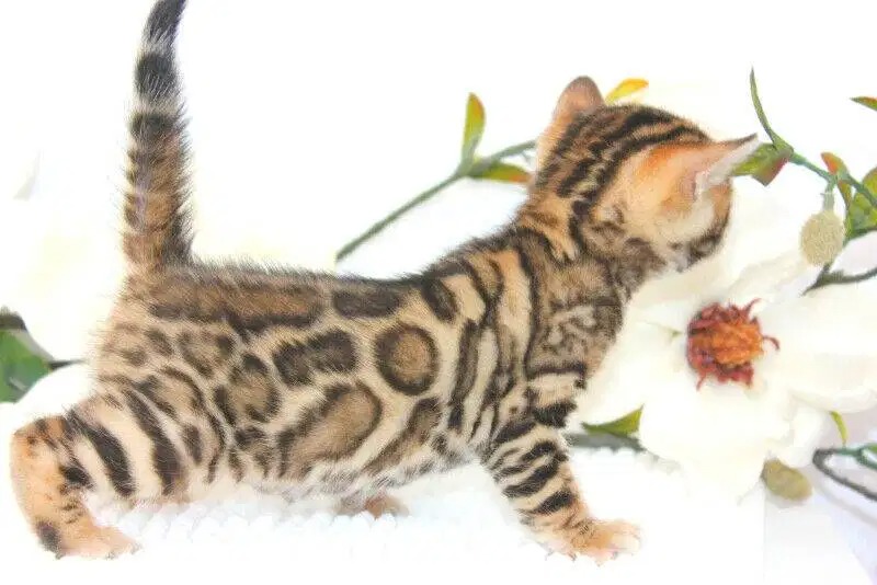 Bengal Kittens available - Pet Bazaar