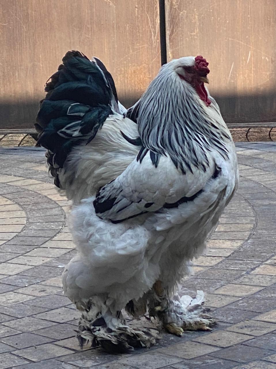 Brahma rooster pure Pet Bazaar