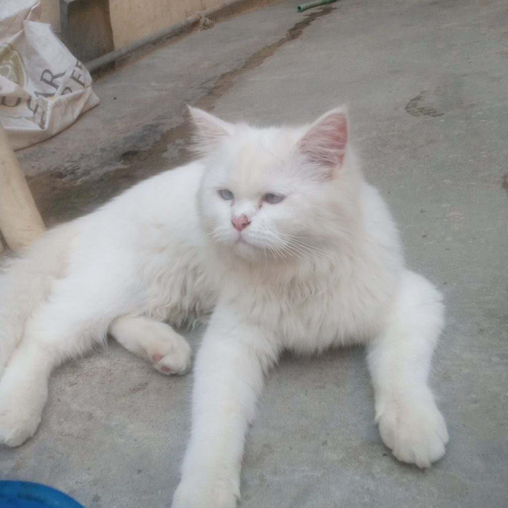 Persian Male Cat for sale in a lowest price Pet Bazaar
