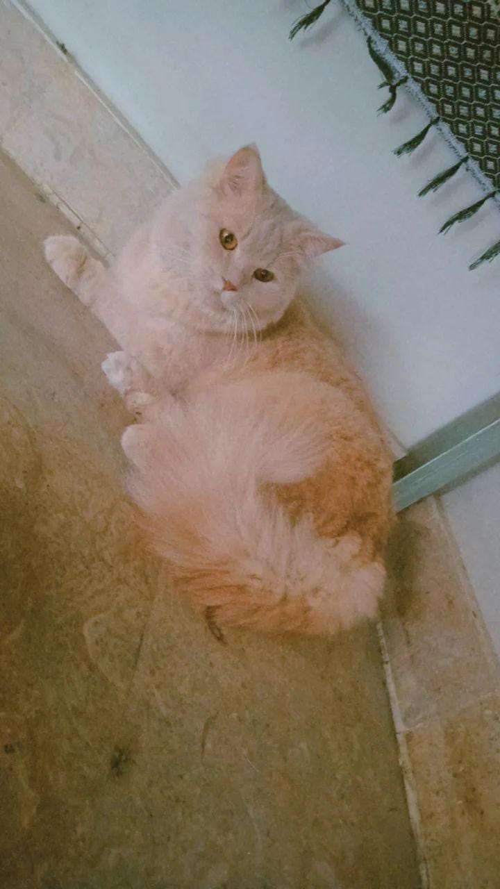 Persian triple coated cats for sale in Islamabad Pet Bazaar