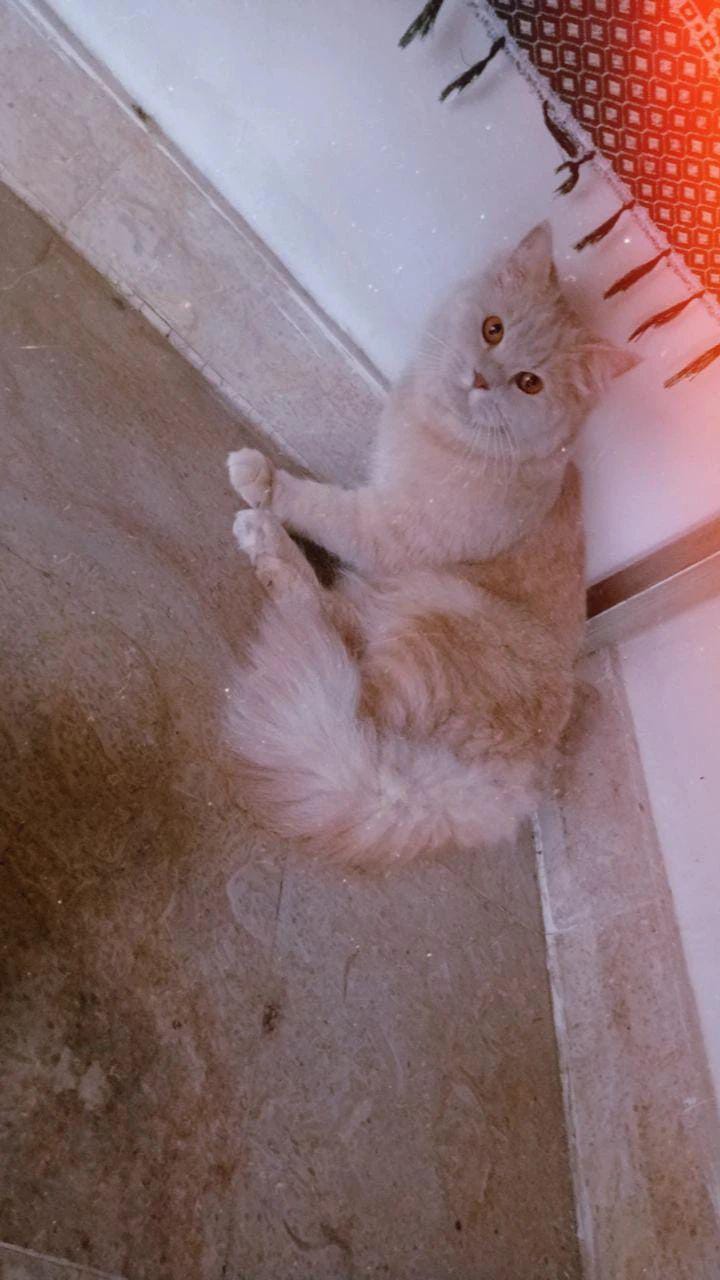 Persian triple coated cats for sale in Islamabad Pet Bazaar