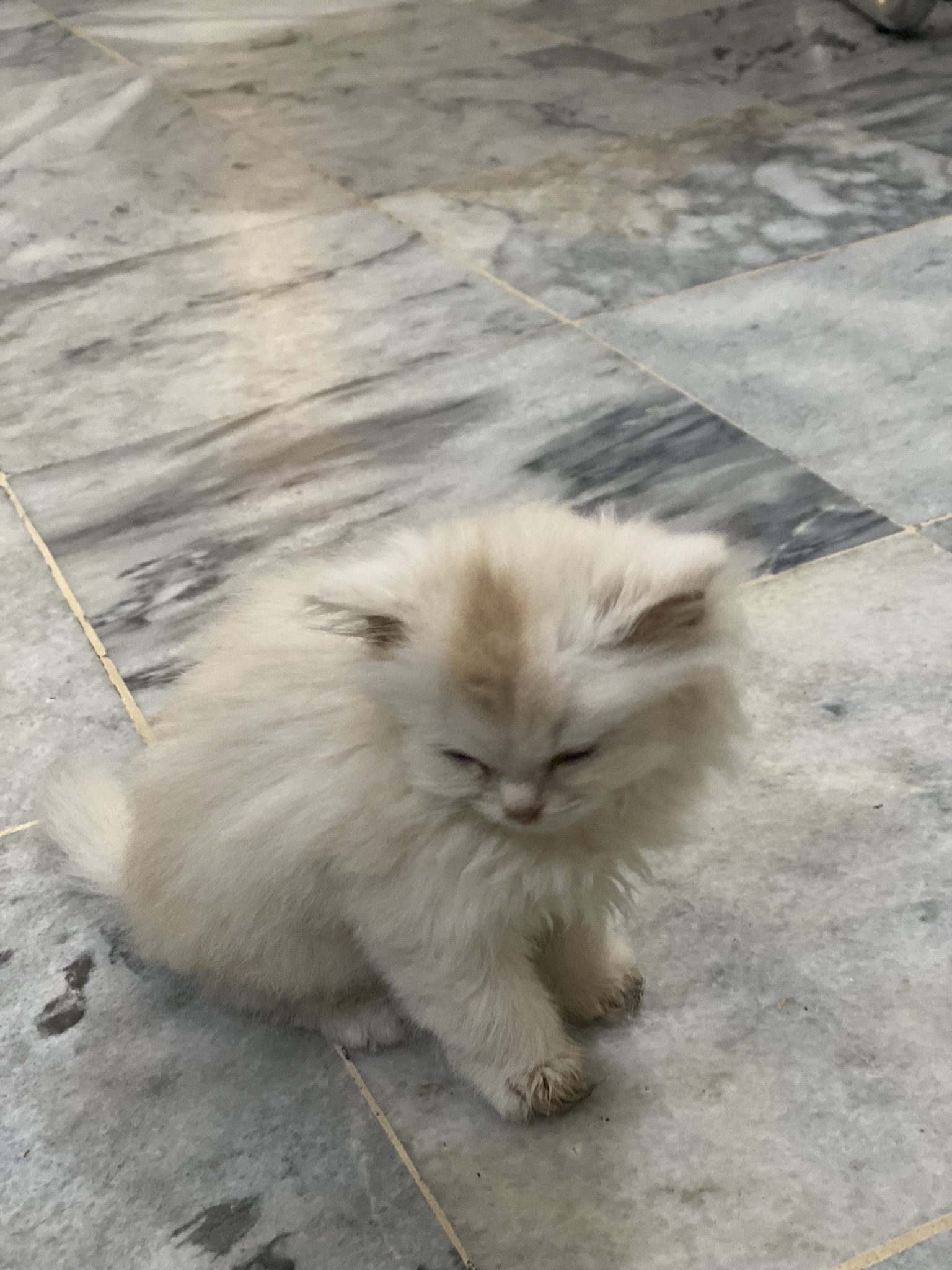 Triple coat female persian white Pet Bazaar