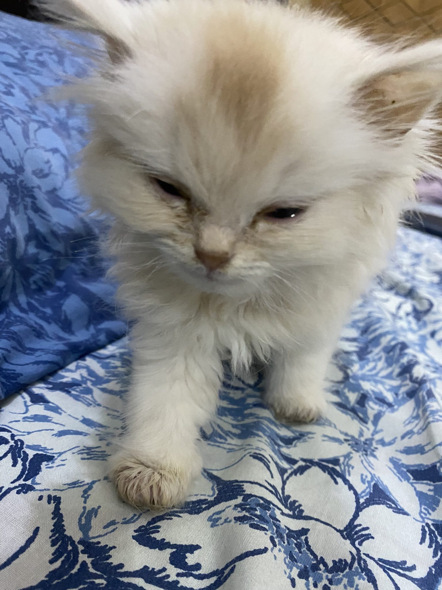 Triple coat female persian white Pet Bazaar