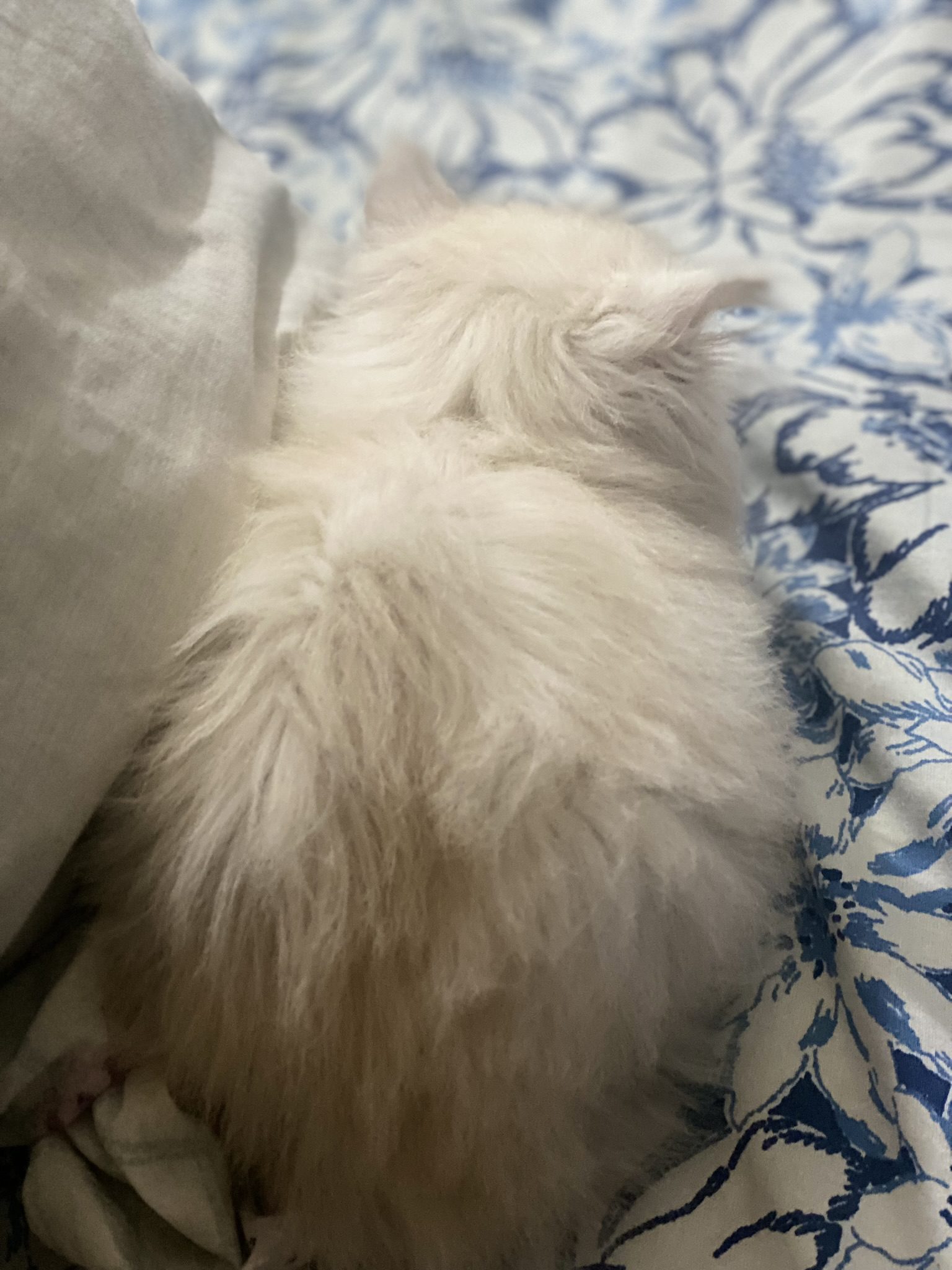 Triple coat female persian white Pet Bazaar