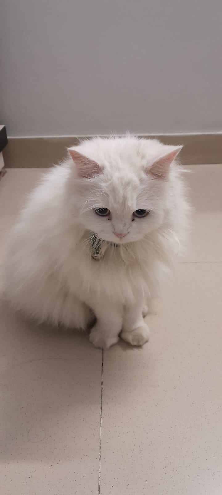 Persian Triple coat cat Pet Bazaar